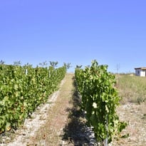Cournon-d'Auvergne, au cœur du patrimoine vigneron : entre patrimoine bâti et culture de la vigne