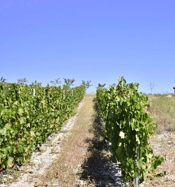 Cournon-d'Auvergne, au cœur du patrimoine vigneron : entre patrimoine bâti et culture de la vigne