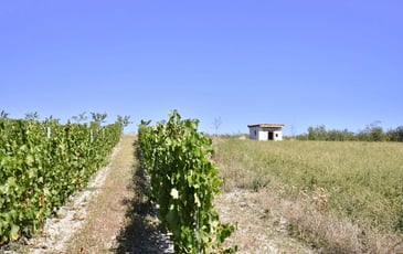 Cournon-d'Auvergne, au cœur du patrimoine vigneron : entre patrimoine bâti et culture de la vigne