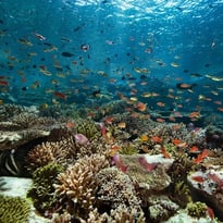 Corail Renaissance