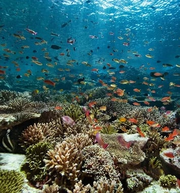 Corail Renaissance