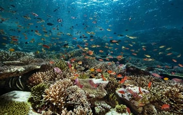 Corail Renaissance