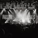 Fallen Lillies